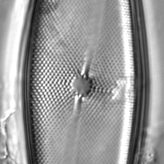 Pleurosigma inflatum LM4