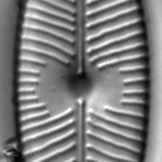 Placoneis explanata LM10