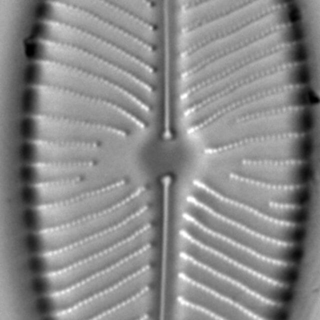Placoneis gastrum LM6