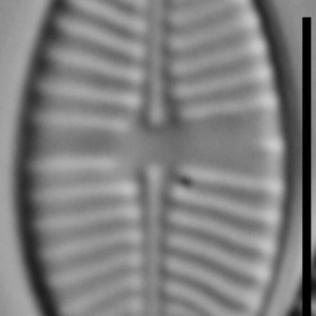 Planothidium joursacense LM4