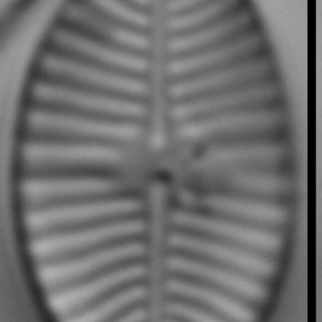Planothidium joursacense LM1