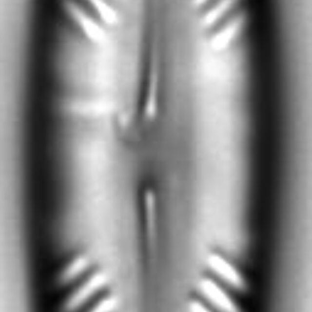 Pinnularia divergentissima LM6