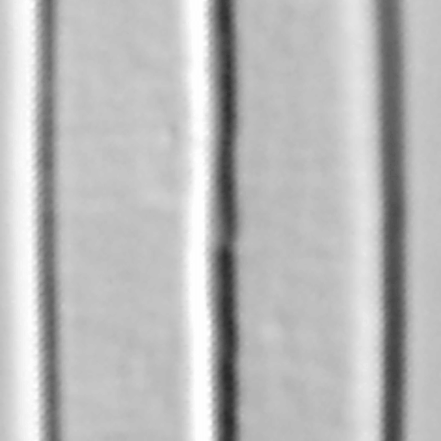 Amphipleura pellucida LM3