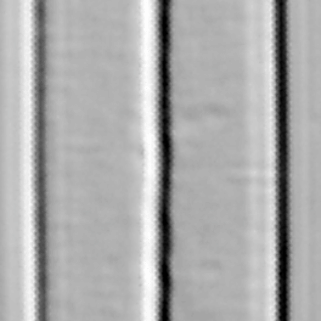 Amphipleura pellucida LM1