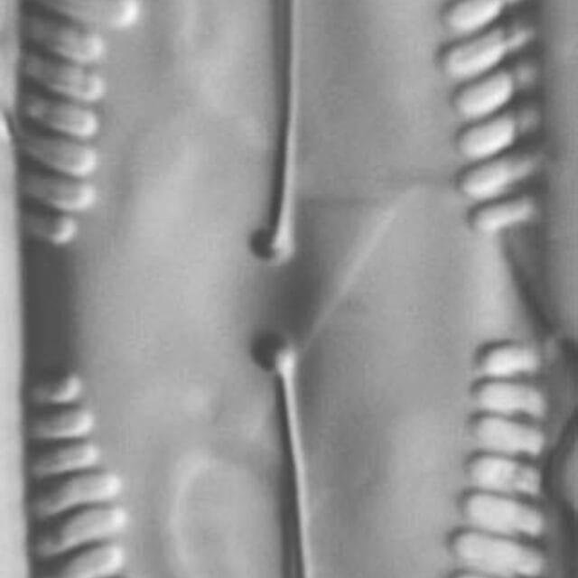 Pinnularia macilenta LM4
