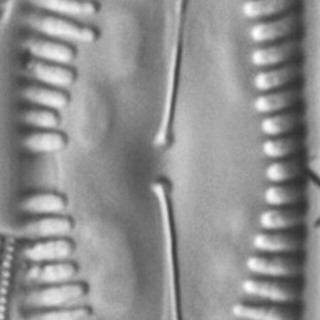 Pinnularia macilenta LM7