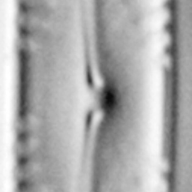 Pinnularia subcapitata var elongata LM1