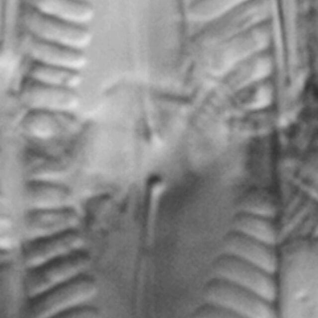 Pinn subgibba var undulata ANSP GC112464a 01