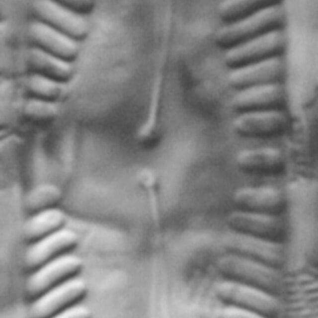 Pinn subgibba var undulata ANSP GC112464a 03