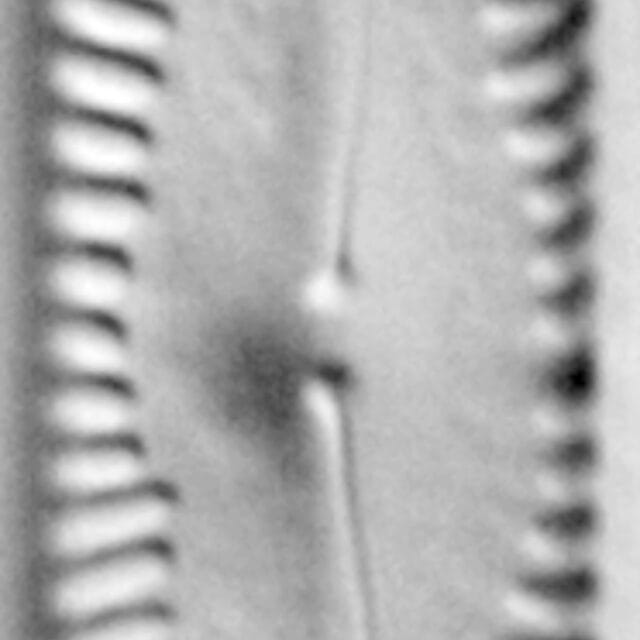 Pinnularia subgibba var. lanceolata LM1