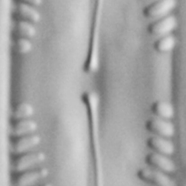 Pinnularia subgibba var. lanceolata LM5