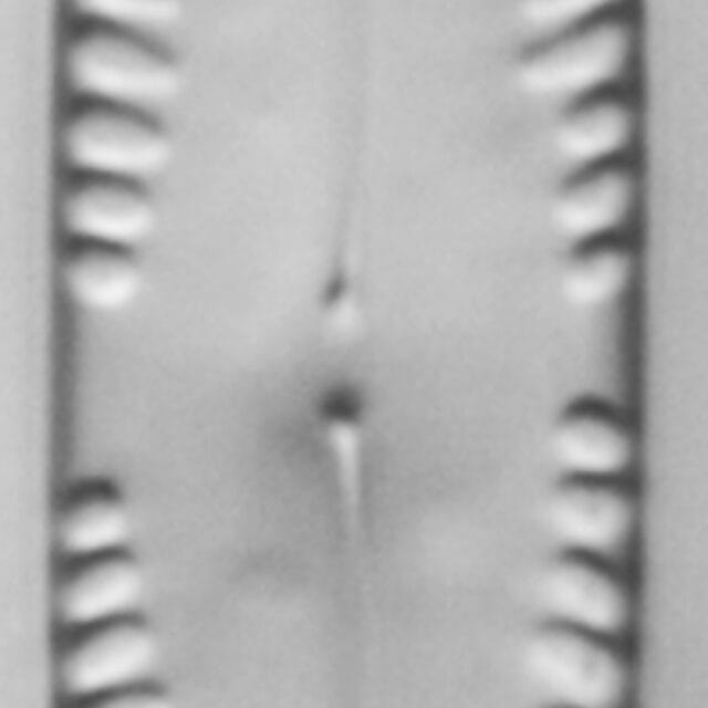 Pinn subgibba var lannceolata ANSP GC57547a 07