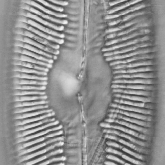 Pinnularia ectorii LM6