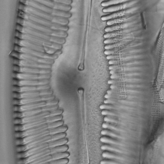 Pinnularia ectorii LM5