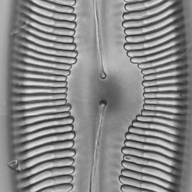 Pinnularia ectorii LM1