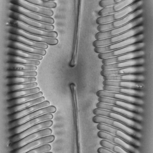 Pinnularia ectorii LM2