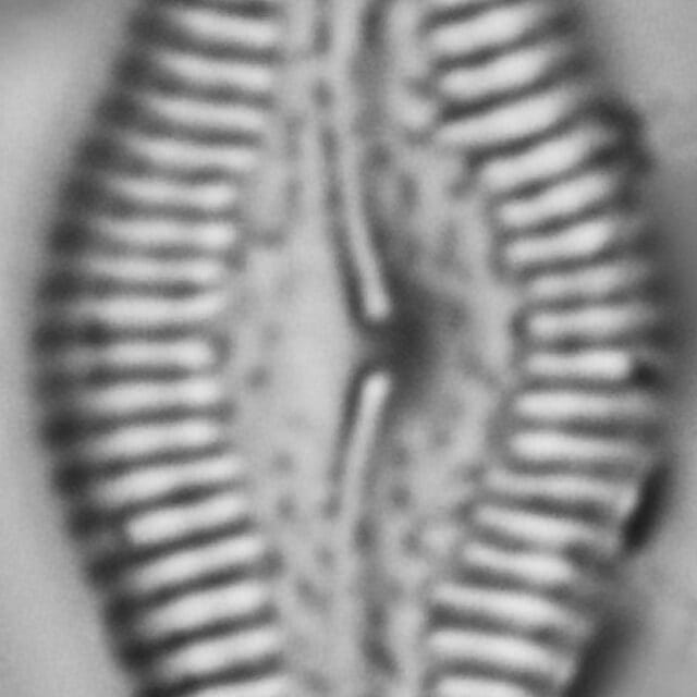Pinnularia turgidula LM3