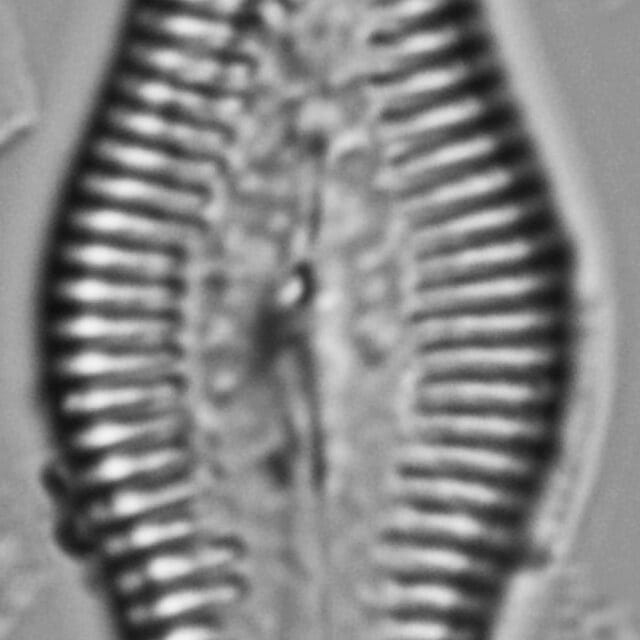 Pinnuaria turgidula LM1