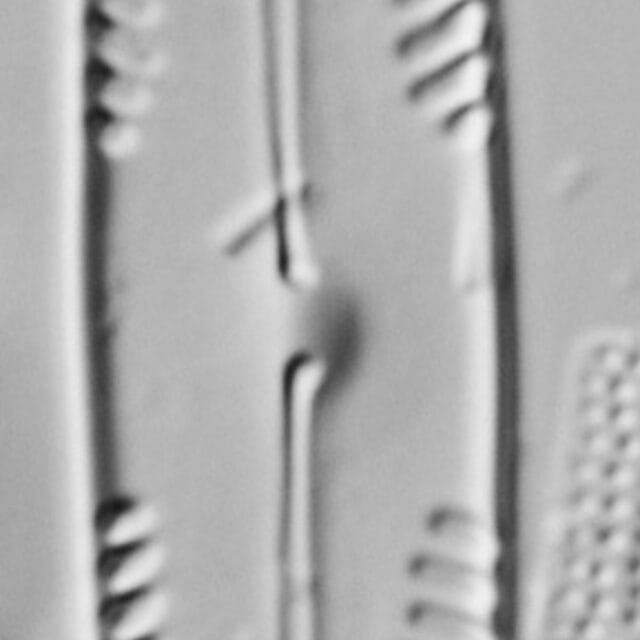 Pinnularia brauniana LM5