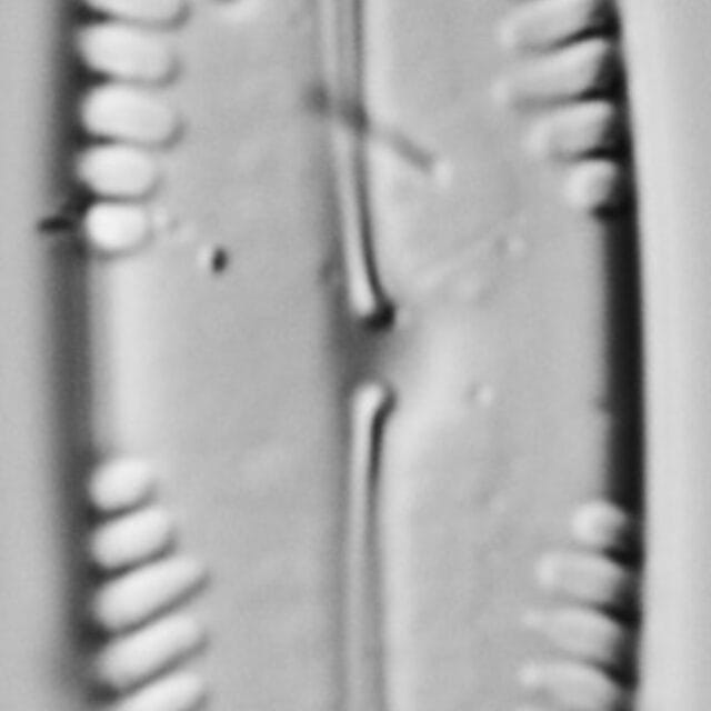 Pinnularia brauniana LM1
