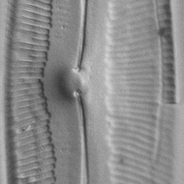 Pinnularia dariana ANSP Boy N 1 14 3