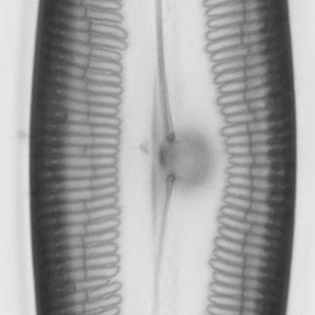 Pinnularia dariana ANSP GC49053b PIN03