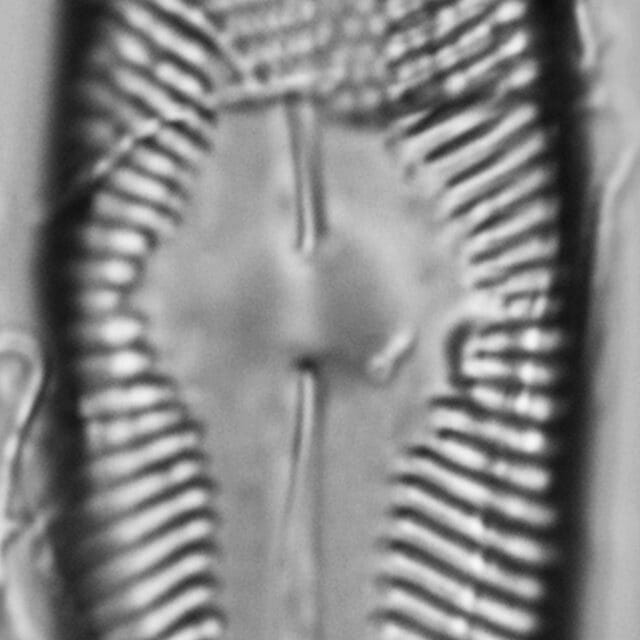 Pinnularia decrescens LM1