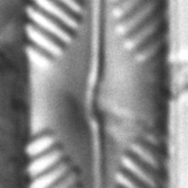 Pinnularia divergentissima subrostrata LM1