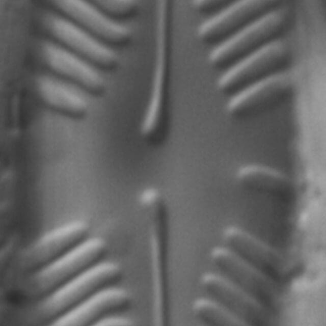 Pinnularia grunowii LM1