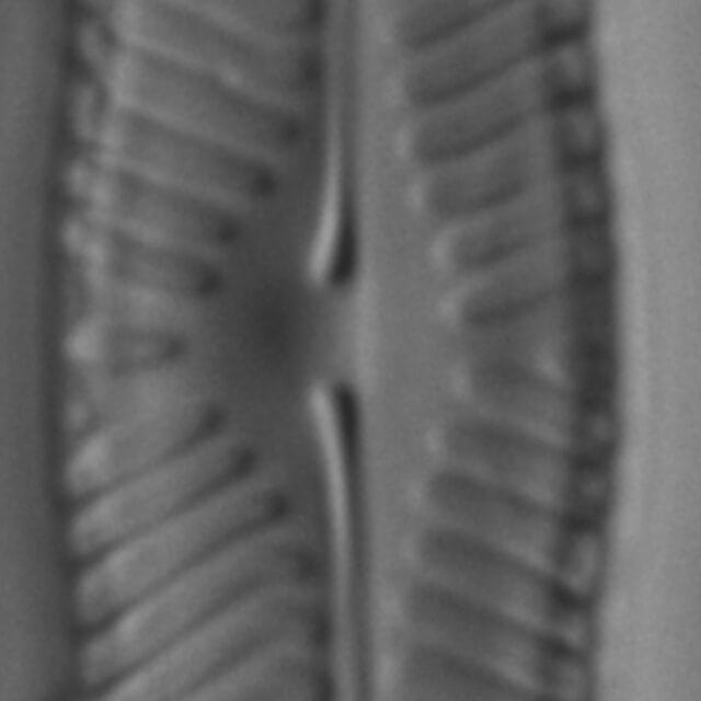 Pinnularia grunowii LM2