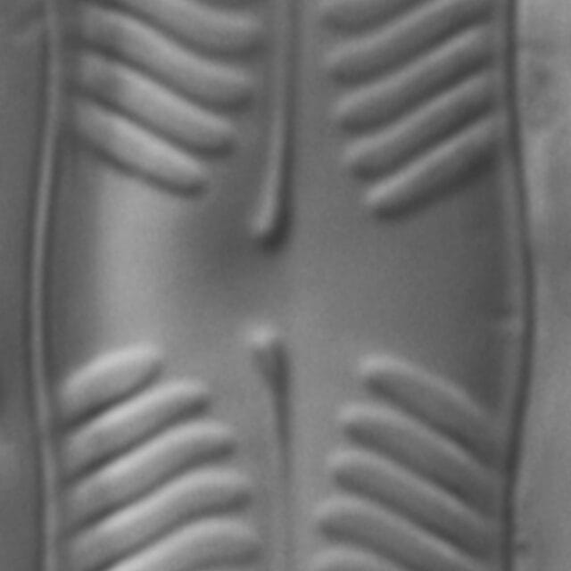 Pinnularia grunowii LM3