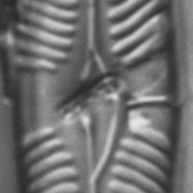 Pinnularia grunowii LM4