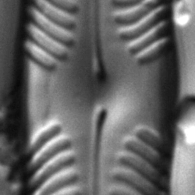 Pinnularia grunowii LM5