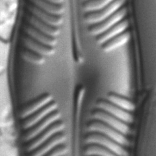 Pinnularia grunowii LM6