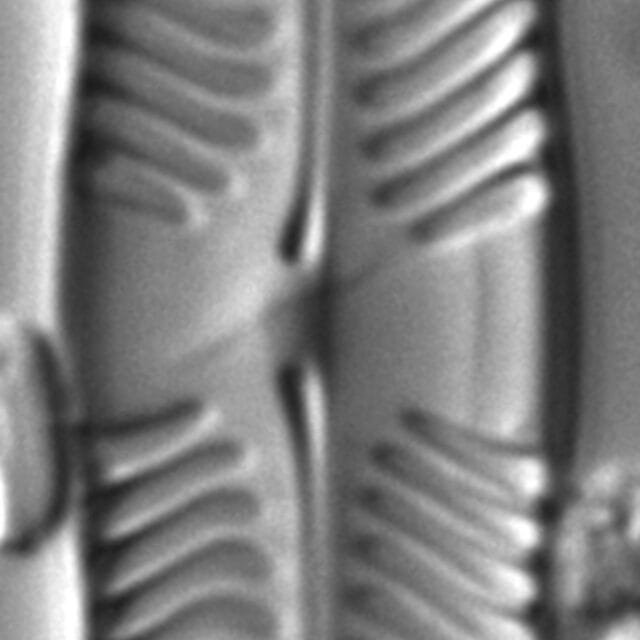 Pinnularia grunowii LM7