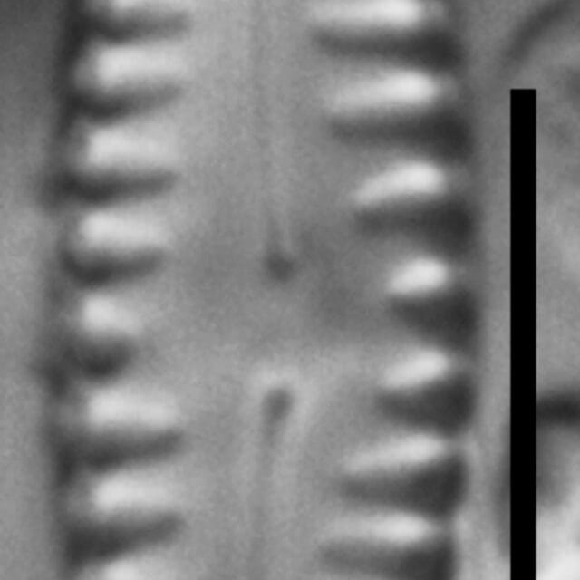 Pinnularia lagerstedtii LM1