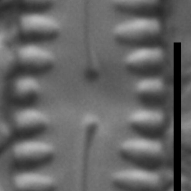 Pinnularia lagerstedtii LM3