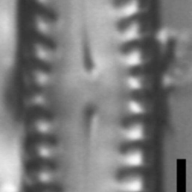 Pinnularia lagerstedtii LM4