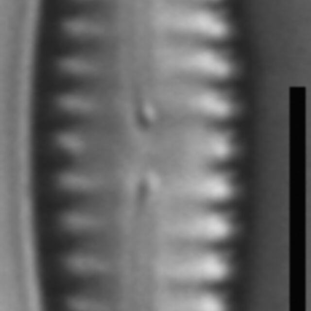 Pinnularia lagerstedtii LM5