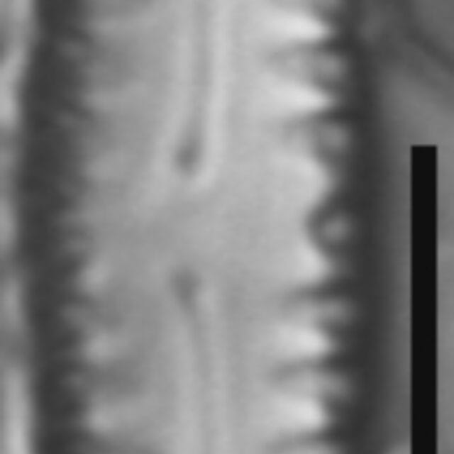 Pinnularia lagerstedtii LM7