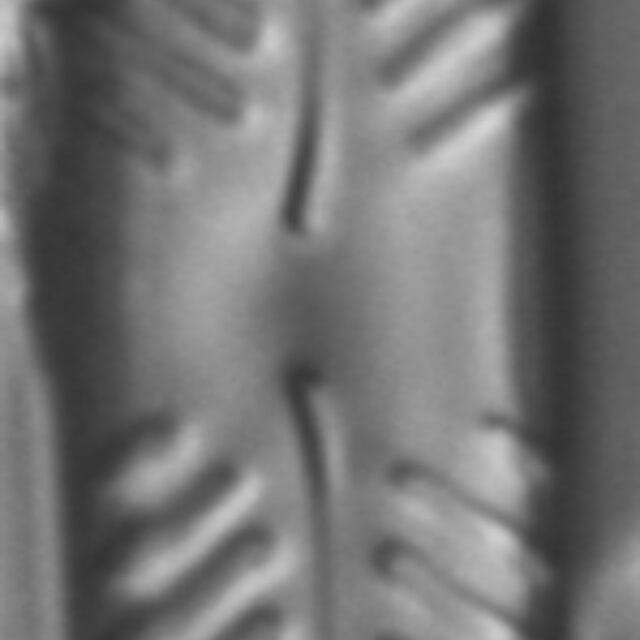 Pinnularia intermedia LM1