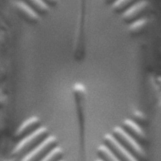 Pinnularia lacunicola LM1