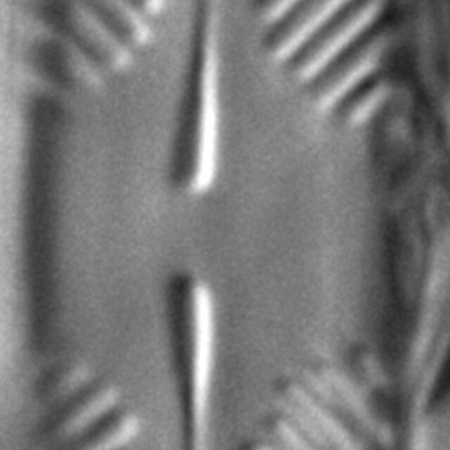 Pinnularia lacunicola LM2