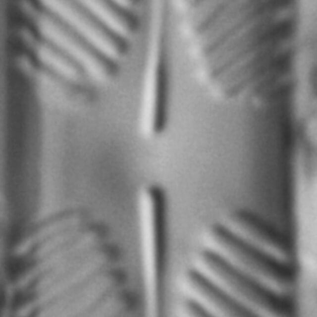 Pinnularia lacunicola LM3