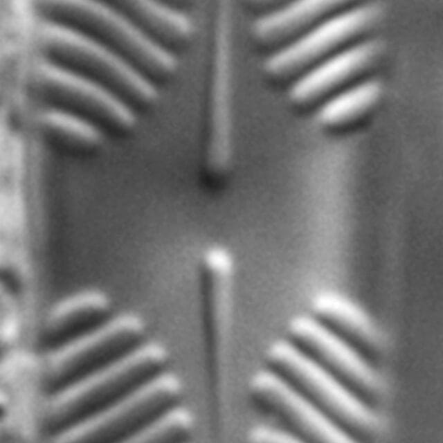 Pinnularia lacunicola LM4