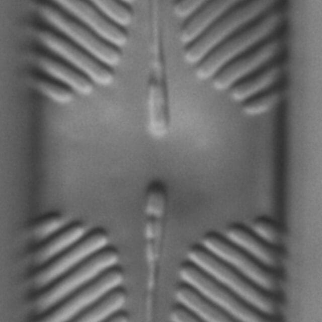 Pinnularia lacunicola LM5