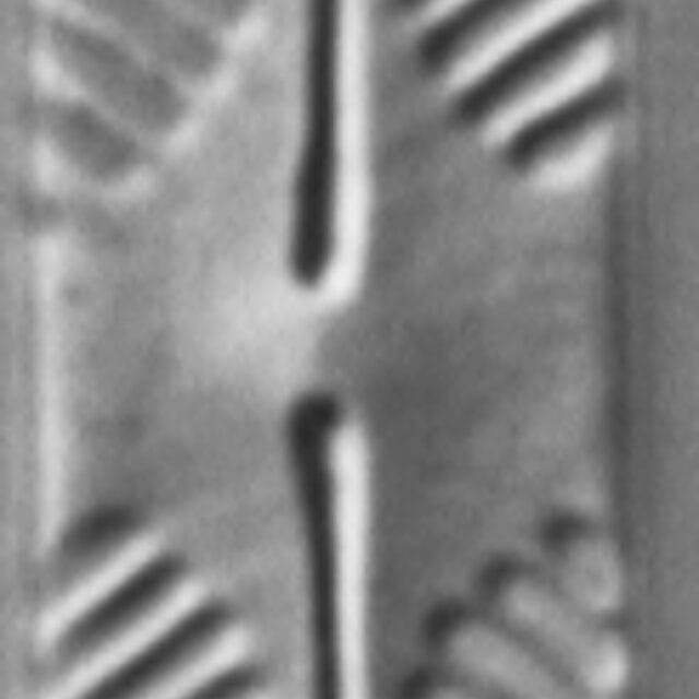 Pinnularia lacunicola LM6