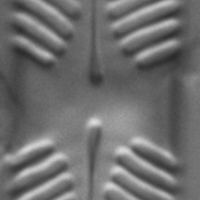 Pinnularia lacunicola LM7