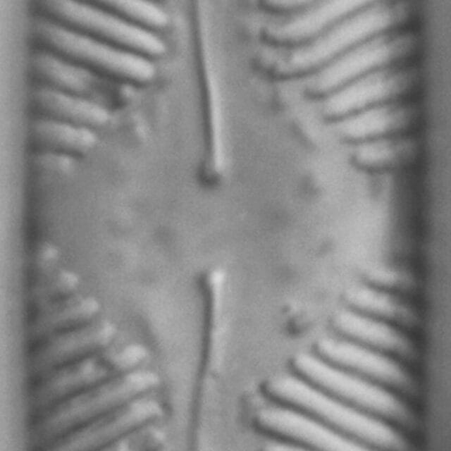 Pinnularia lailaensis LM7