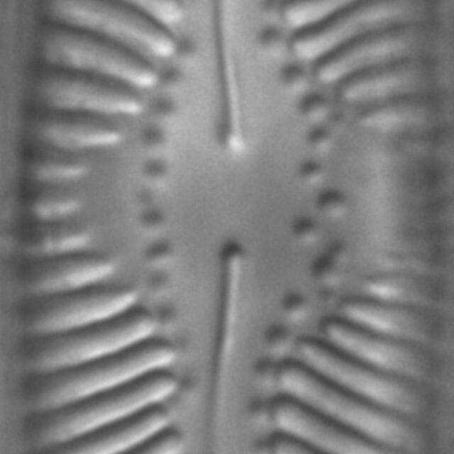 Pinnularia lailaensis LM8